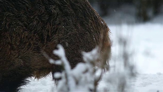 鸟类和野猪冬天视频素材