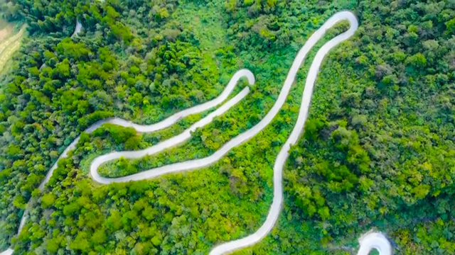 森林中架空的蜿蜒道路视频素材