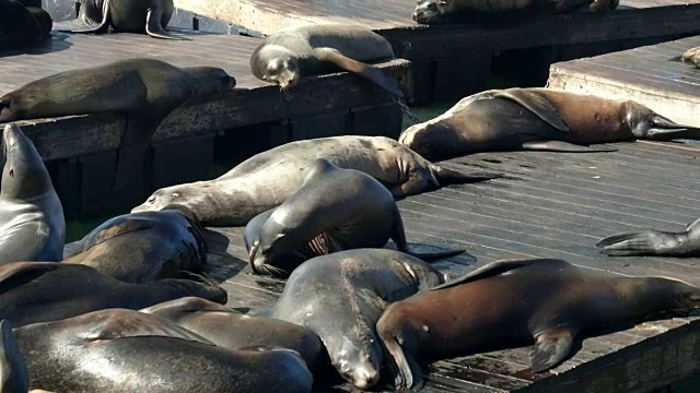 海狮在39号码头的浮筒上梳理毛发视频素材