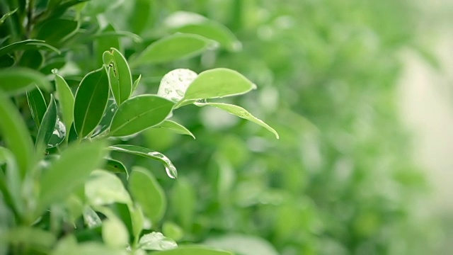 靠近绿色新鲜的树叶枝头，热带雨水落在花园里视频素材