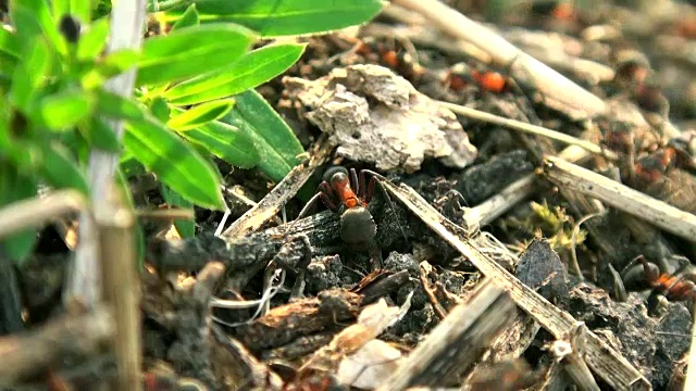 野生红蚂蚁建造蚁丘，实时拍摄，视频素材