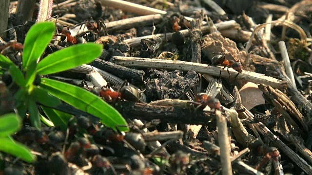 野生红蚂蚁建造蚁丘，实时拍摄，视频素材