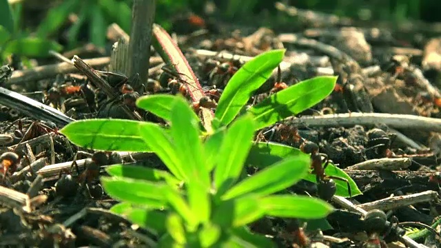 野生红蚂蚁建造蚁丘，实时拍摄，视频素材