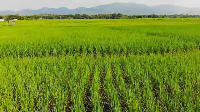 航拍农民走进稻田种植园。视频素材