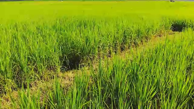 航拍农民走进稻田种植园。视频素材