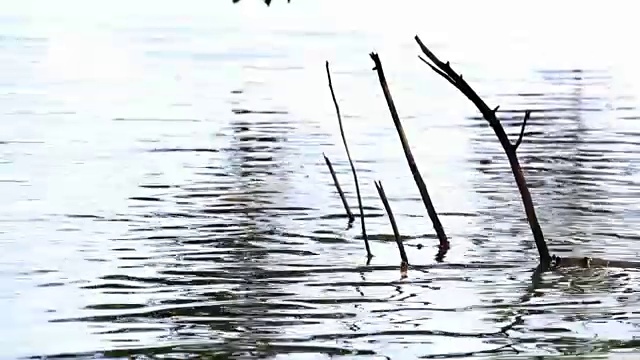 河水缓缓流淌，带着光的反射和波纹穿过森林，绿树生长在热带背景下。视频素材