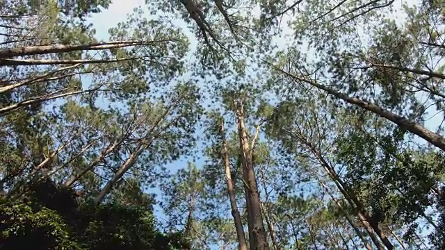 在一个明媚的春天早晨，追踪一片被阳光照耀的松树林。春天的第一天，阳光明媚的山林中高大的松树视频素材