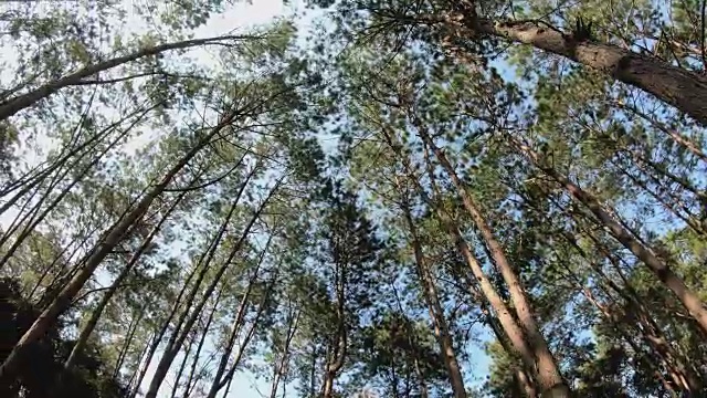 在一个明媚的春日清晨，追踪一片阳光普照的松林。春天的第一天，在阳光明媚的山林里，高大的松树被跟踪拍摄视频素材