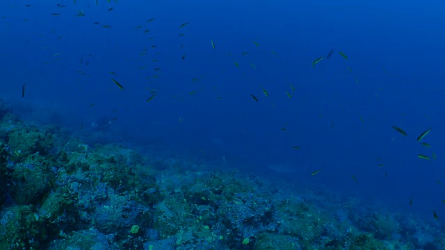 一群双髻鲨在深海相遇视频素材