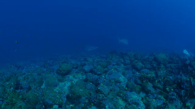 加拉帕戈斯群岛海底遭遇双髻鲨视频素材