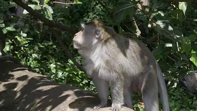 两只猴子在巴厘岛幽坝附近的原木上的4K 60p剪辑视频素材