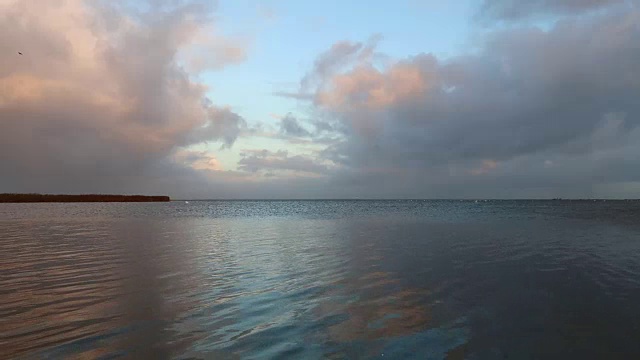 海鸥视频素材