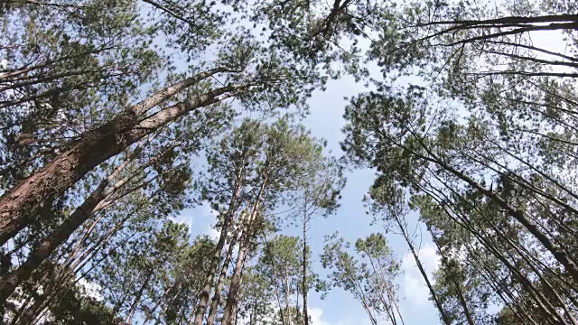 松林视频素材