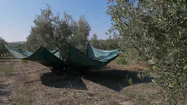 在意大利南部，用摇床拖拉机收割橄榄视频素材