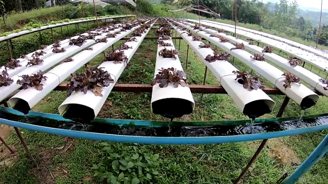 沙拉作物在水培系统农场的农业和素食概念视频素材