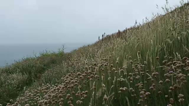 6月的一天，狂风吹拂着纽基悬崖上的野花。视频素材