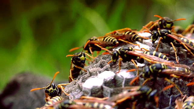 欧洲大黄蜂(Vespa crabro)是欧洲最大的群居黄蜂，也是北美最大的黄蜂。视频素材