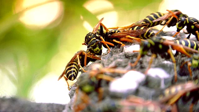 欧洲大黄蜂(Vespa crabro)是欧洲最大的群居黄蜂，也是北美最大的黄蜂。视频素材