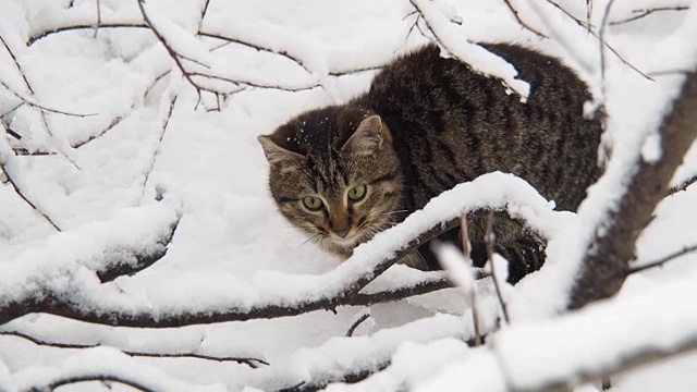 猫在雪中冻得要死。视频素材