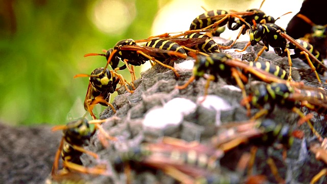 欧洲大黄蜂(Vespa crabro)是欧洲最大的群居黄蜂，也是北美最大的黄蜂。视频素材