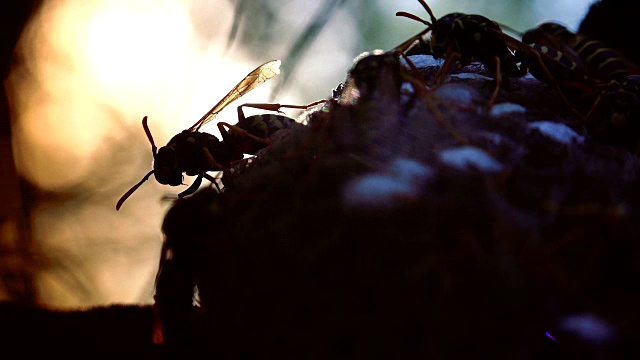 欧洲大黄蜂(Vespa crabro)是欧洲最大的群居黄蜂，也是北美最大的黄蜂。视频素材