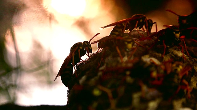 欧洲大黄蜂(Vespa crabro)是欧洲最大的群居黄蜂，也是北美最大的黄蜂。视频素材