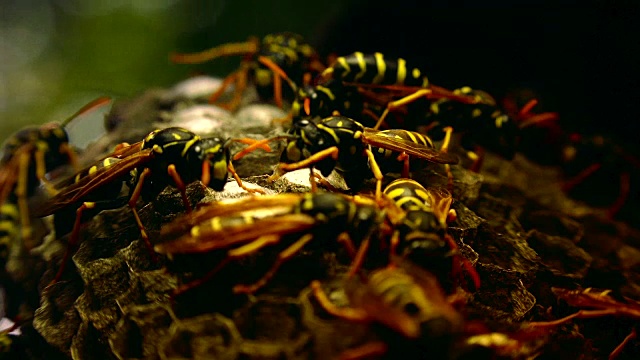 欧洲大黄蜂(Vespa crabro)是欧洲最大的群居黄蜂，也是北美最大的黄蜂。视频素材