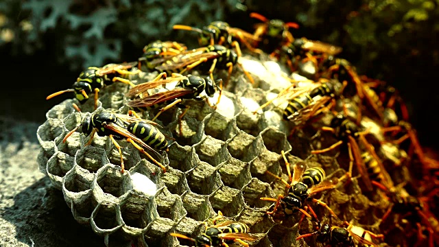 欧洲大黄蜂(Vespa crabro)是欧洲最大的群居黄蜂，也是北美最大的黄蜂。视频素材