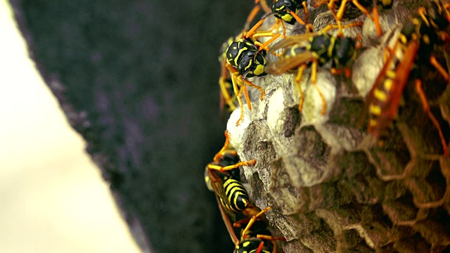 欧洲大黄蜂(Vespa crabro)是欧洲最大的群居黄蜂，也是北美最大的黄蜂。视频素材