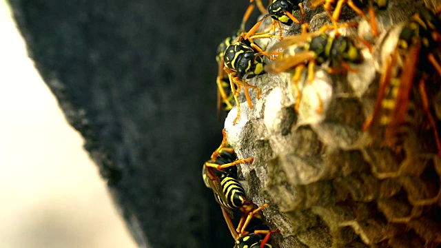 欧洲大黄蜂(Vespa crabro)是欧洲最大的群居黄蜂，也是北美最大的黄蜂。视频素材