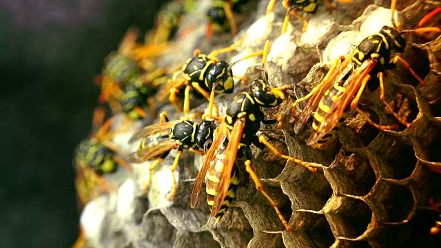 欧洲大黄蜂(Vespa crabro)是欧洲最大的群居黄蜂，也是北美最大的黄蜂。视频素材