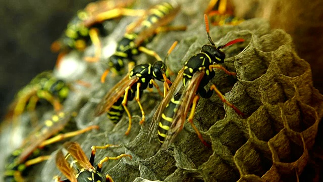 欧洲大黄蜂(Vespa crabro)是欧洲最大的群居黄蜂，也是北美最大的黄蜂。视频素材