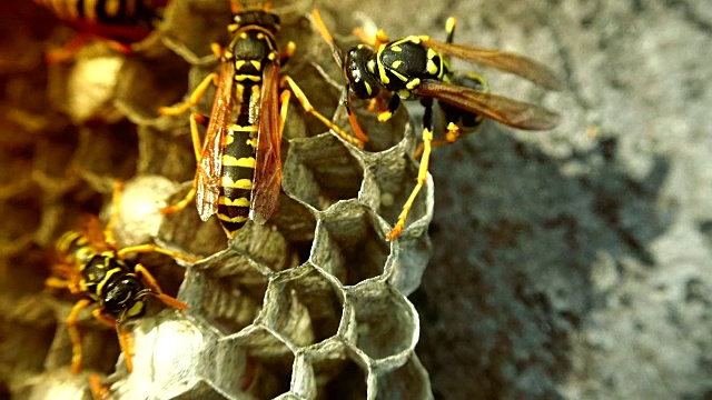 欧洲大黄蜂(Vespa crabro)是欧洲最大的群居黄蜂，也是北美最大的黄蜂。视频素材