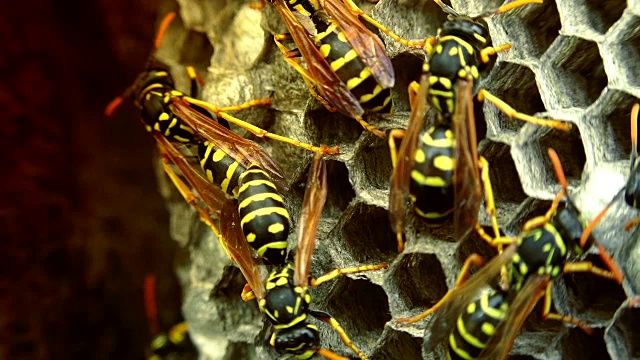 欧洲大黄蜂(Vespa crabro)是欧洲最大的群居黄蜂，也是北美最大的黄蜂。视频素材