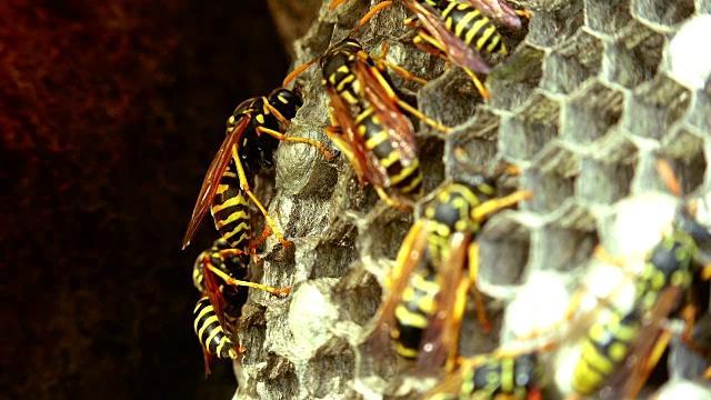 欧洲大黄蜂(Vespa crabro)是欧洲最大的群居黄蜂，也是北美最大的黄蜂。视频素材