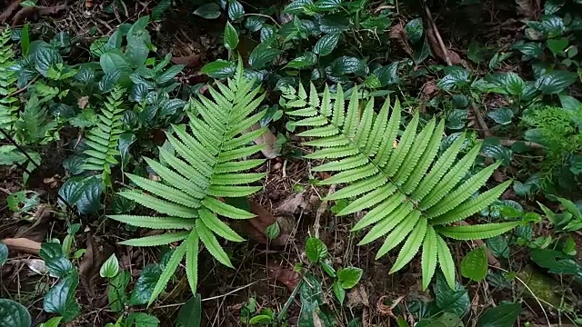 森林蕨类叶视频素材