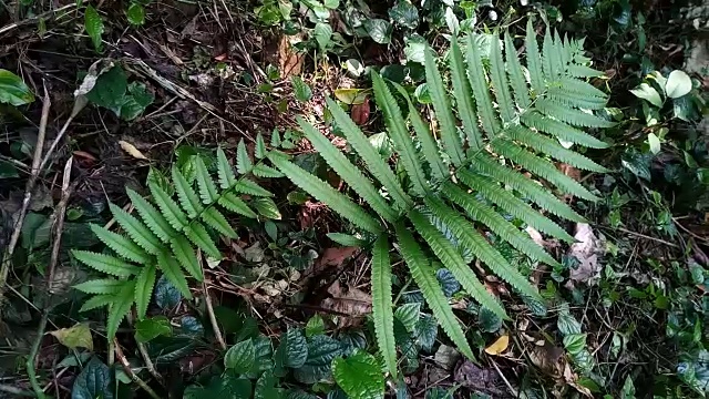 森林蕨类叶视频素材