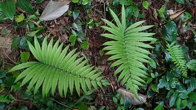 森林蕨类叶视频素材