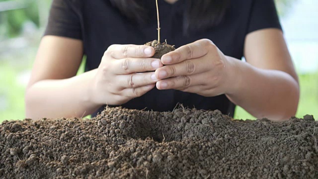 女人手里正扛着要种的新秧苗视频素材