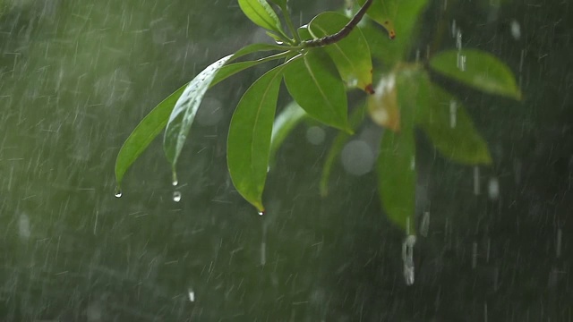 一棵带花的树枝在雨中用慢镜头拍摄。视频素材