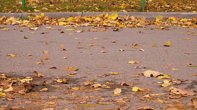 汽车行驶的道路与秋天的树叶黄色和橙色的颜色视频素材