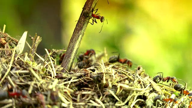 野生红蚂蚁建蚁丘，微距拍摄细节视频素材