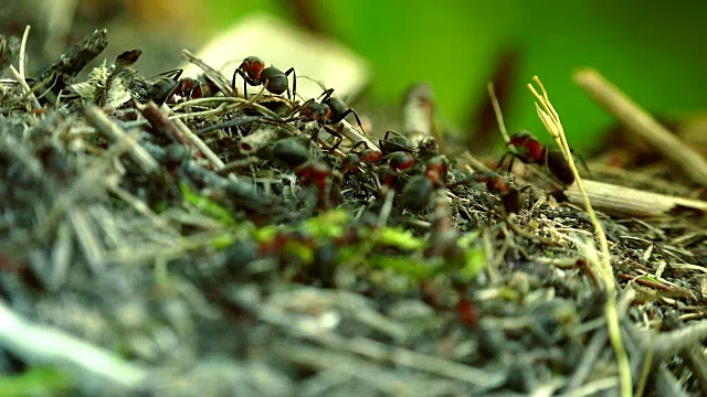 野生红蚂蚁建蚁丘，微距拍摄细节视频素材