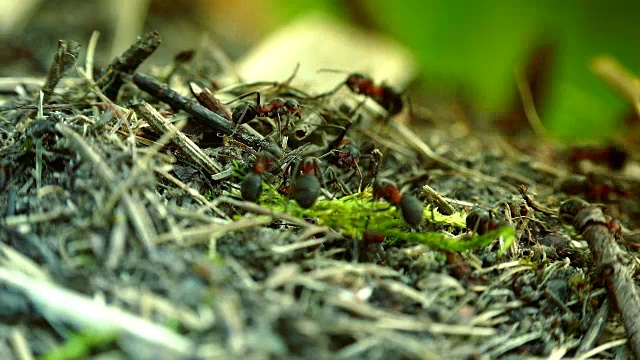 野生红蚂蚁建蚁丘，微距拍摄细节视频素材