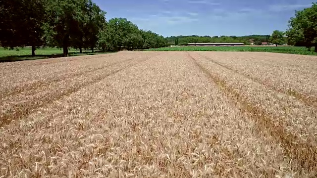 小麦农业航拍跟踪。视频素材