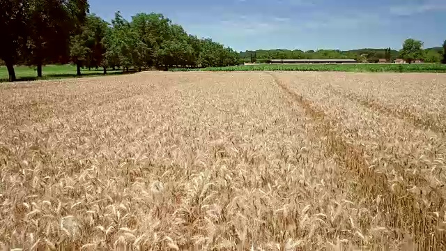 小麦农业航拍跟踪。视频素材