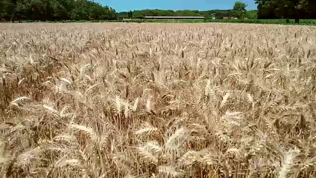 小麦农业航拍跟踪。视频素材