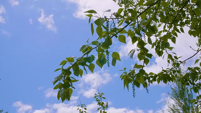 枝叶绿油油的杨树在夏季公园的蓝天景观视频素材