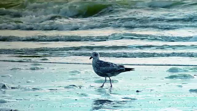 大西洋的风景，海滩上的日落，海鸥和海浪视频素材