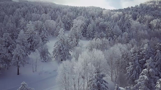 空中景观与森林在冬天，志贺高地，Joshin etu - kogen国家公园，长野县，日本视频下载